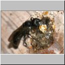 Passaloecus cf eremita - Grabwespe 20b 7mm beim Nestverschluss mit Harz.jpg